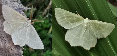Réf. 333 162 : Thalera fimbrialis
